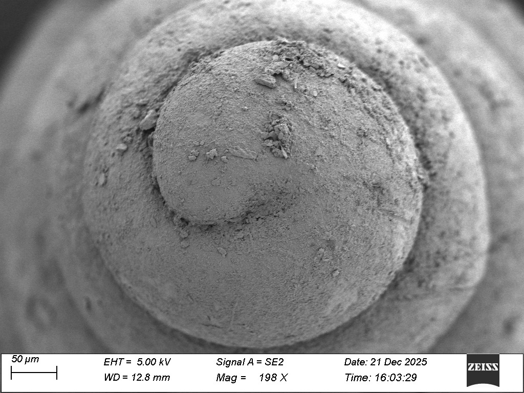 Scanning-electron images document the early shell and surface features of Erhaia dijiang.