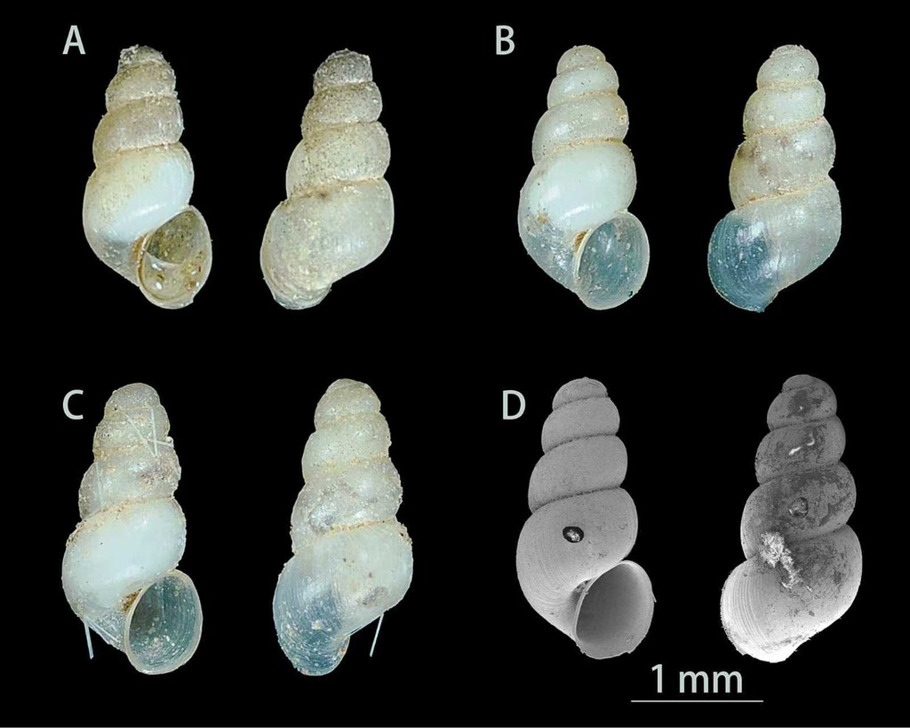 Erhaia dijiang shells and specimens; published research figure with 1 mm scale bars.